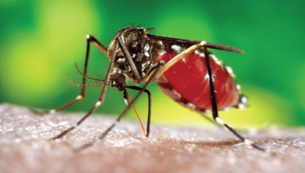 WHO cảnh báo dịch bệnh sốt xuất huyết dengue có xu hướng lan rộng tại nhiều khu vực và vùng, lãnh thổ trên toàn cầu