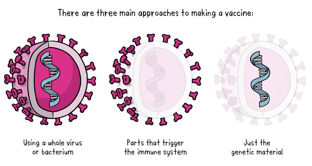 Tìm hiểu các loại vắc xin COVID-19
