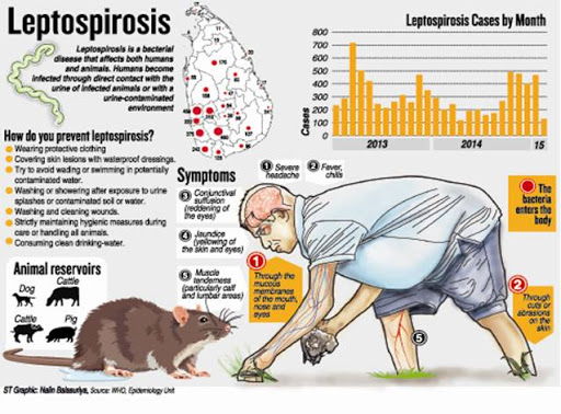 Cứu sống bệnh nhân nhiễm Leptospira nặng – hiểm hoạ từ chuột